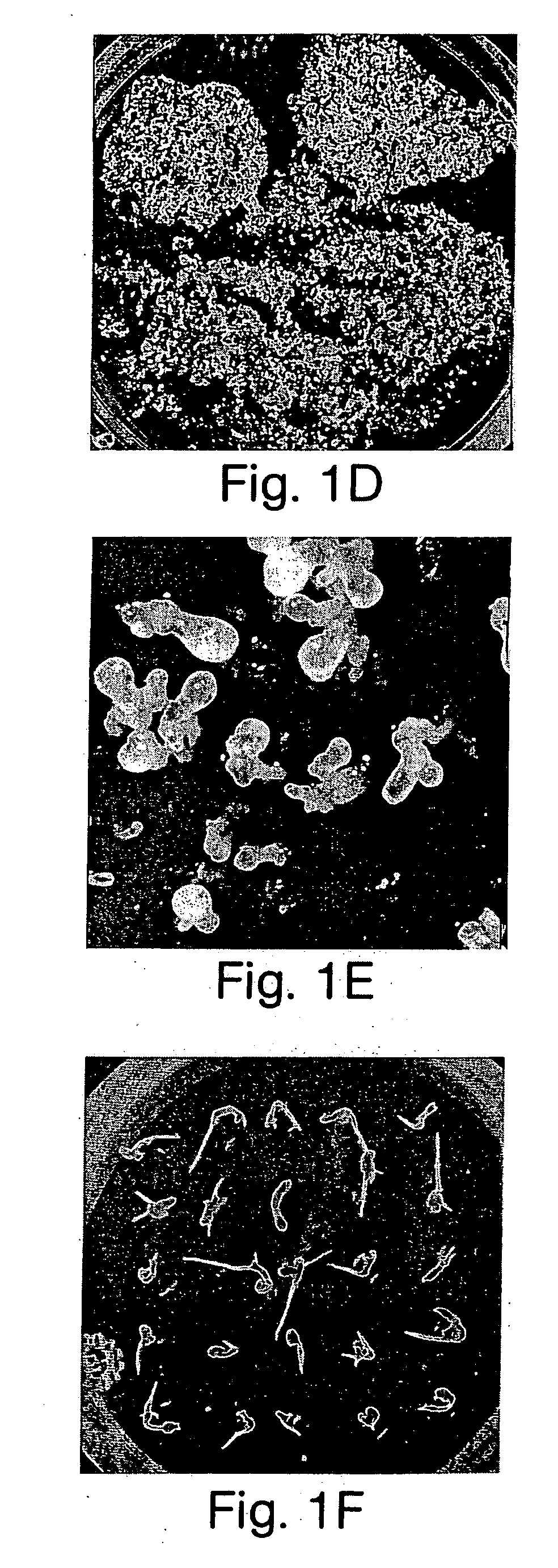 Pathogen-resistant grape plants