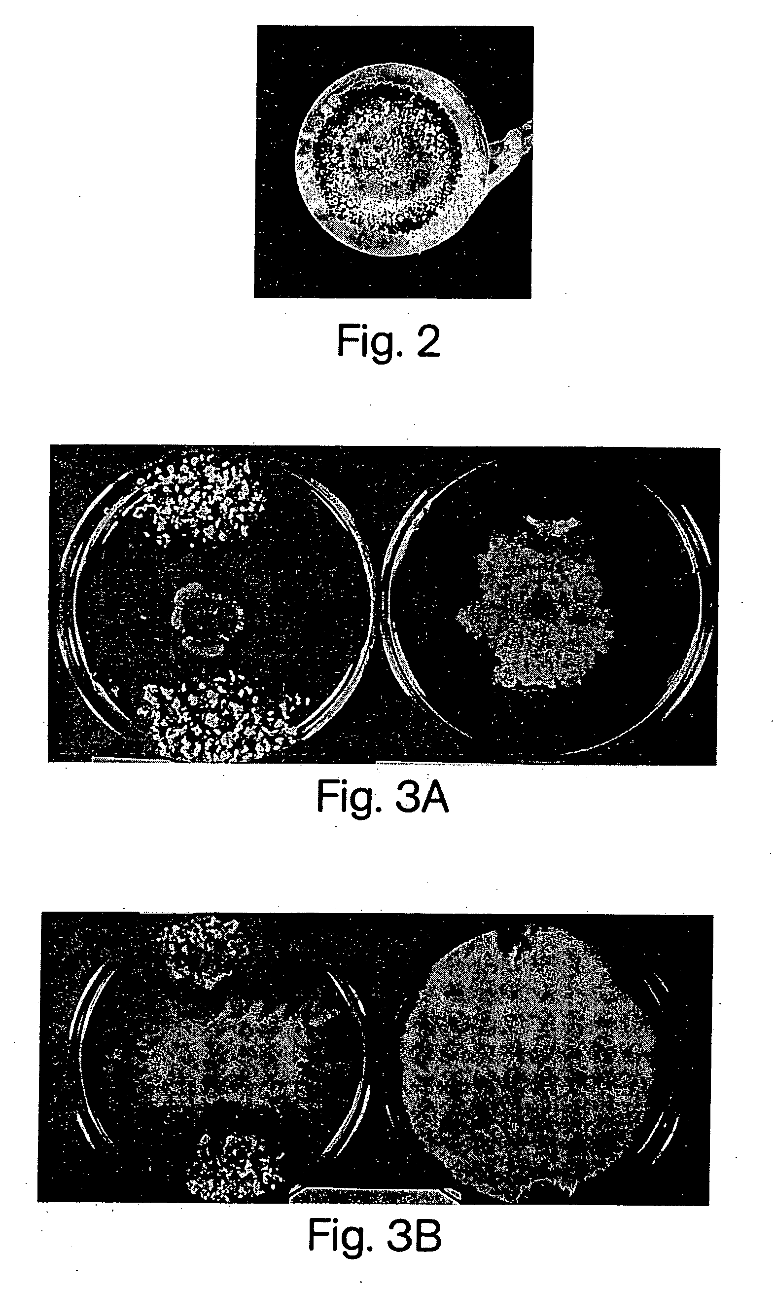 Pathogen-resistant grape plants