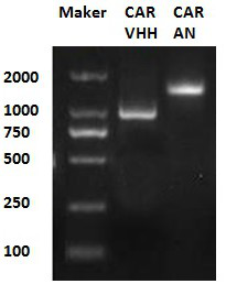 Chimeric antigen receptor (CAR) targeting BCMA and application thereof