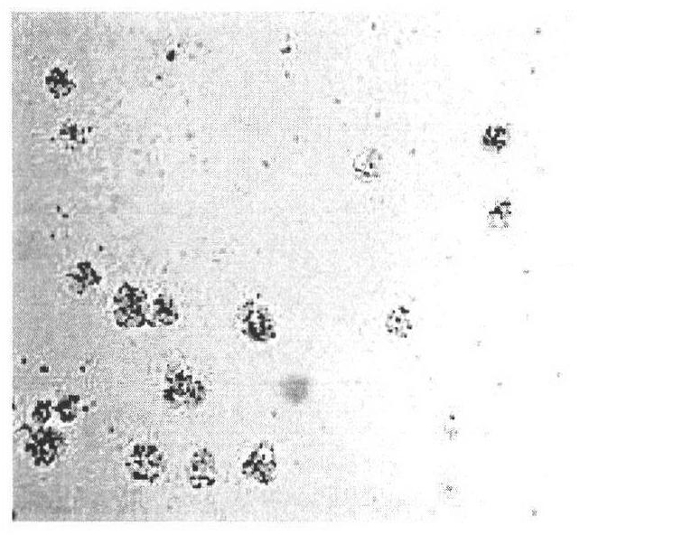 Cross-linked enzyme aggregate prepared in water-in-oil emulsion and preparation method thereof