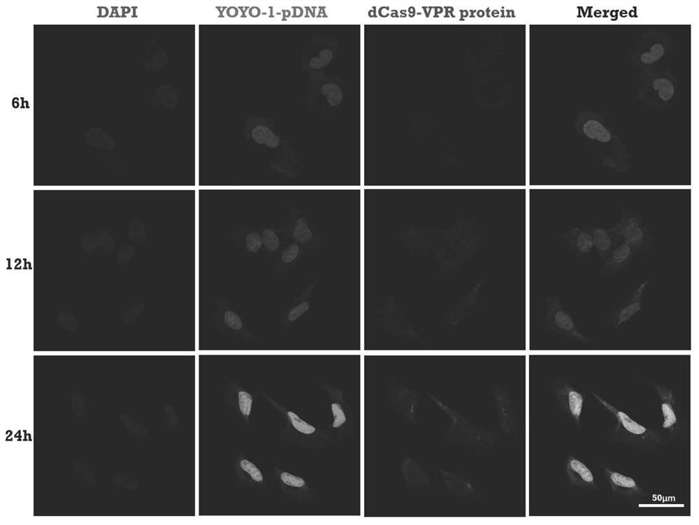 A kind of plasmid carrying nanoparticle and preparation method for preventing and treating influenza virus