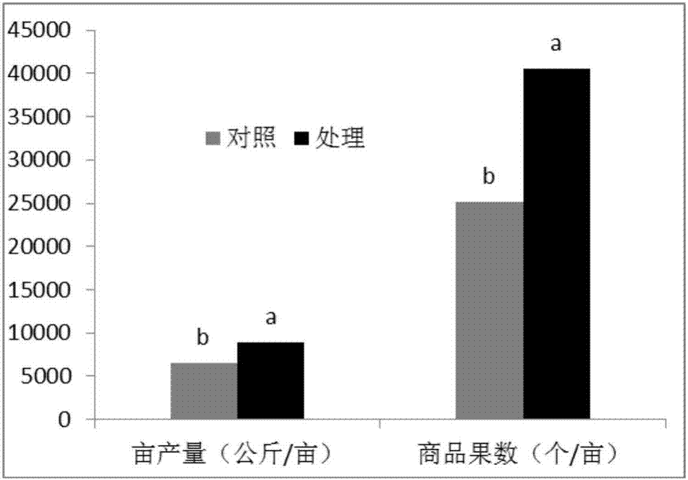 Method for cultivating grafted tomato seedling with two sprouts