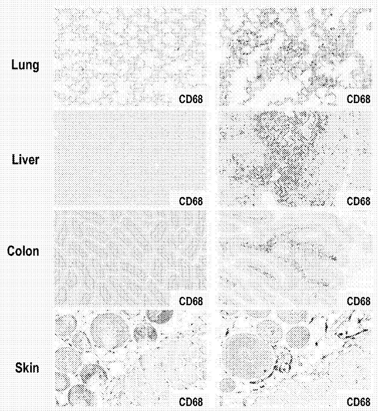 Generation of human macrophages in immunodeficient non-human hosts