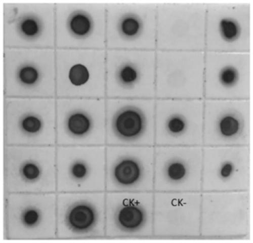 Hybridoma cell line secreting monoclonal antibody against rice stripe mosaic virus and its application