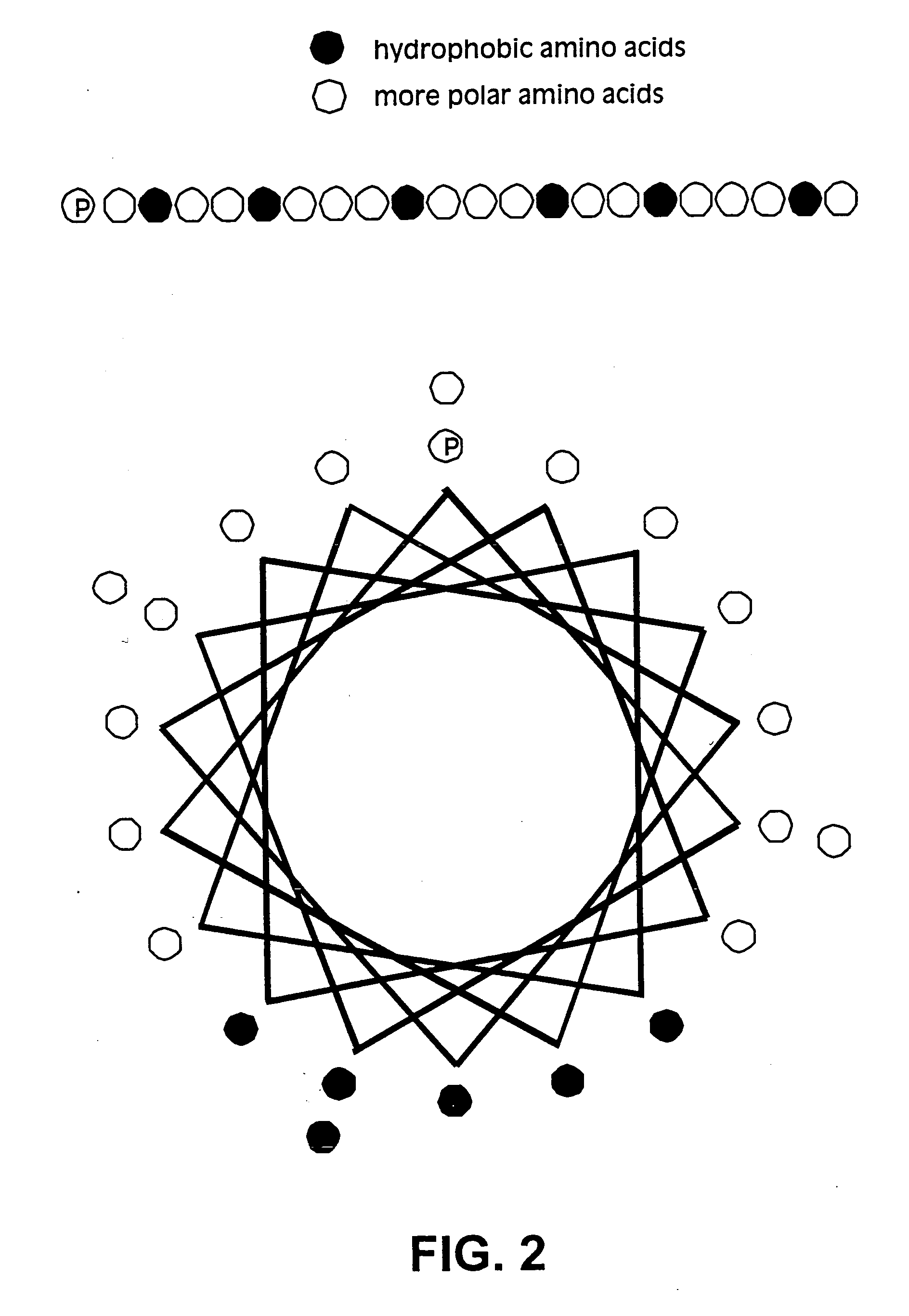 Membrane scaffold proteins