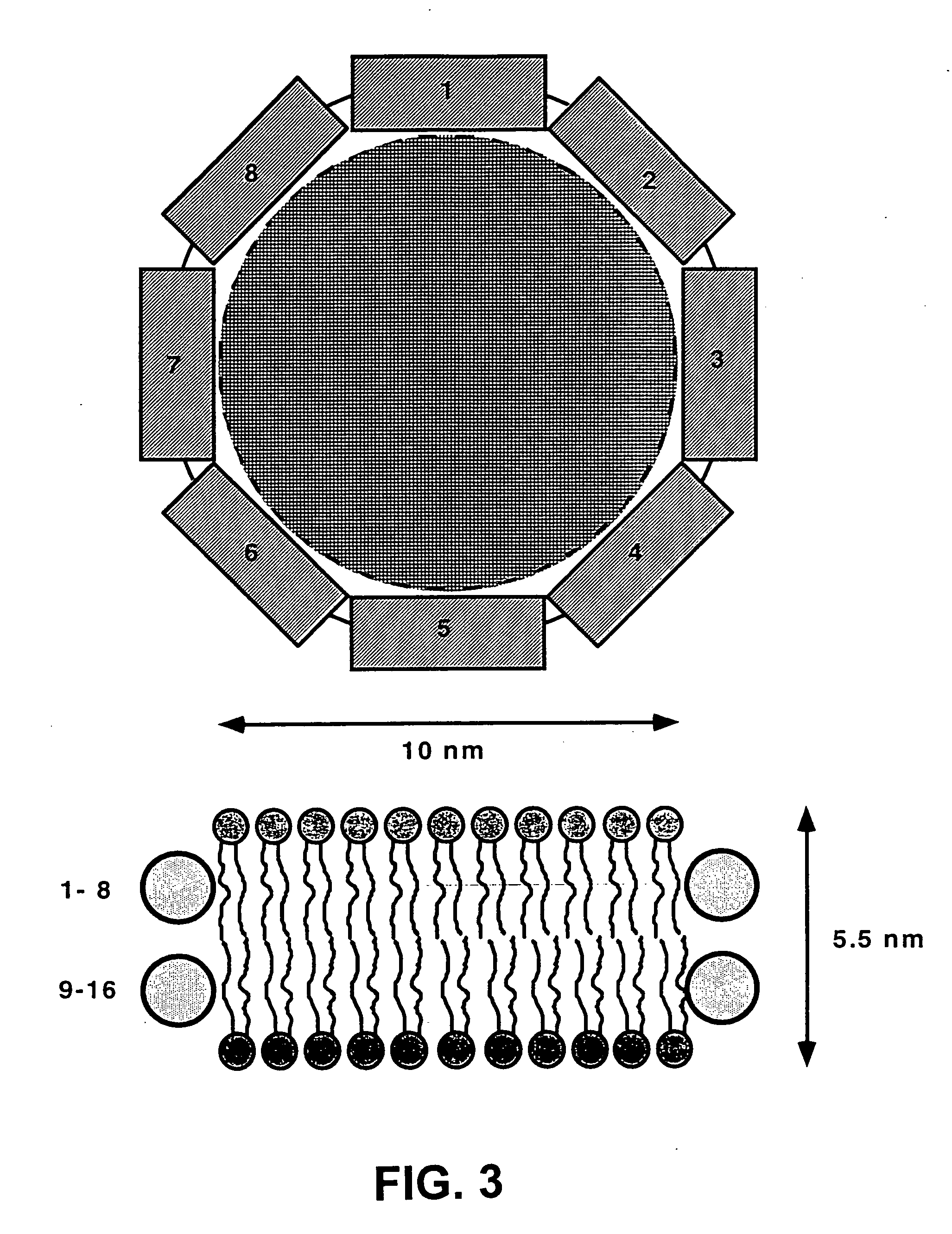 Membrane scaffold proteins