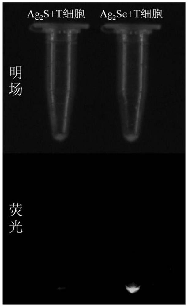 A new application of near-infrared region II quantum dots containing selenium