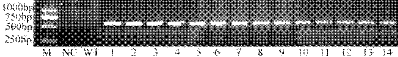 Application of extremely halophilic archaea NaSOD gene in improving rice salt tolerance