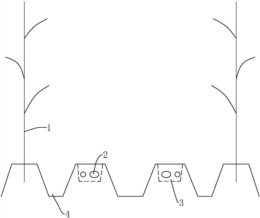 Fritillaria cirrhosa planting method