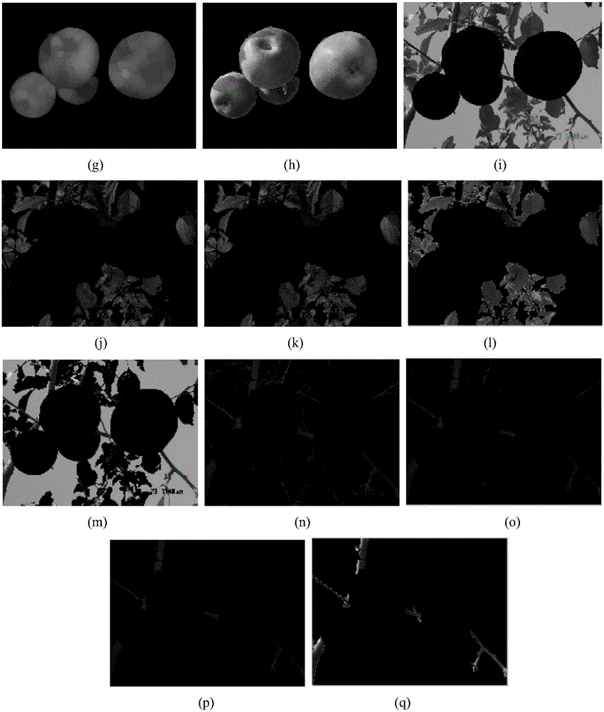 Fruit, branch and leaf region obtaining method of red apple images in garden