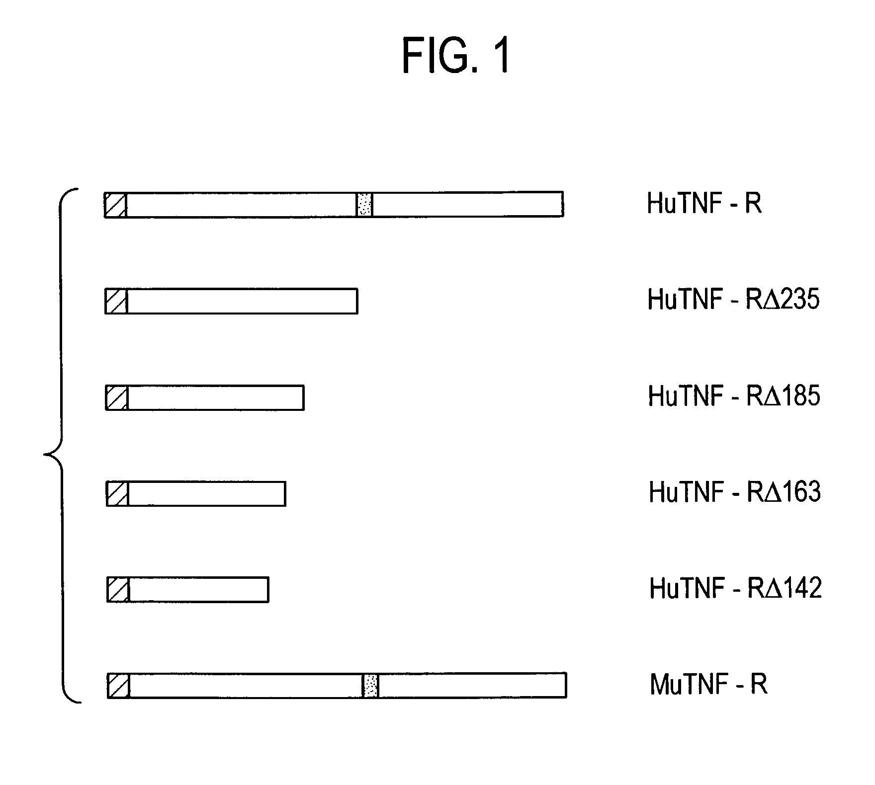 Antibodies which specifically bind to TNF-R