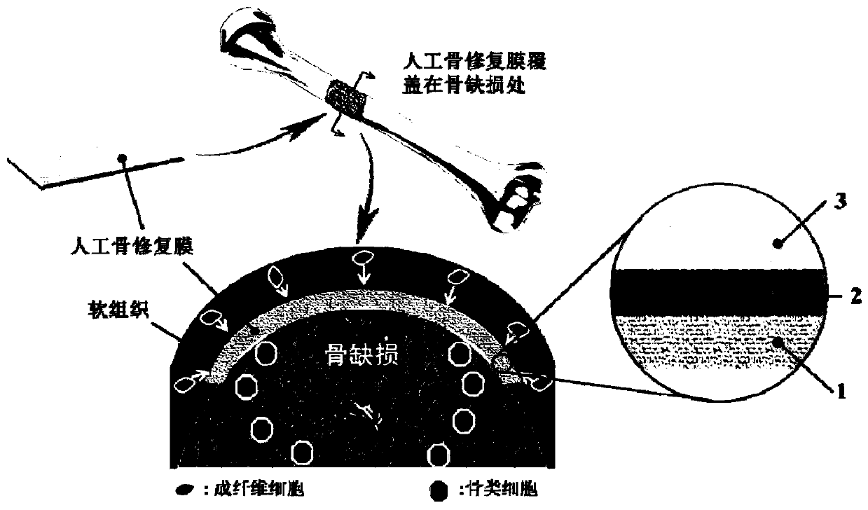 Bone repair film and preparation method thereof