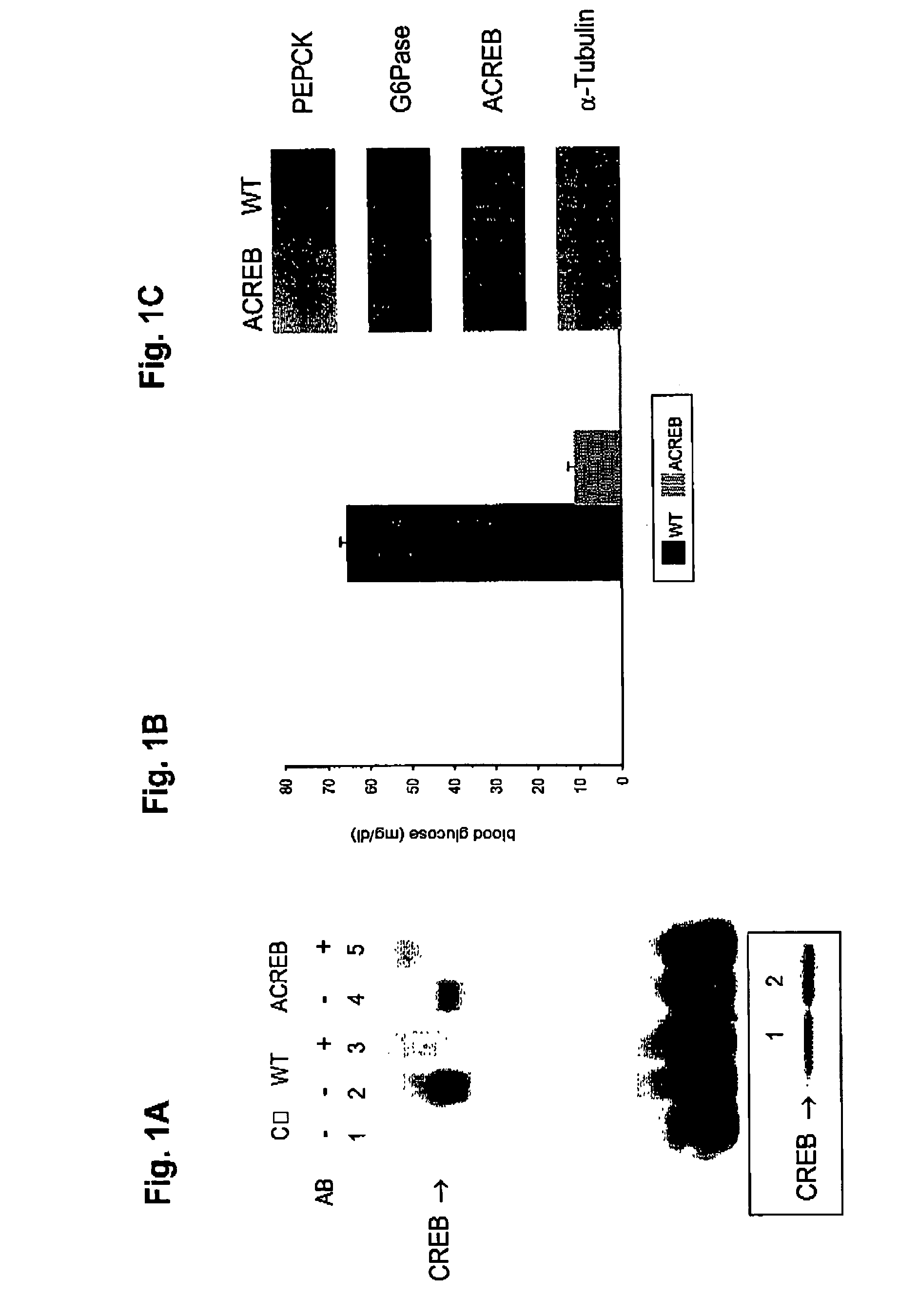 Methods for indentifying compounds that modulate gluconeogenesis through the binding of CREB to the PGC-1 promoter