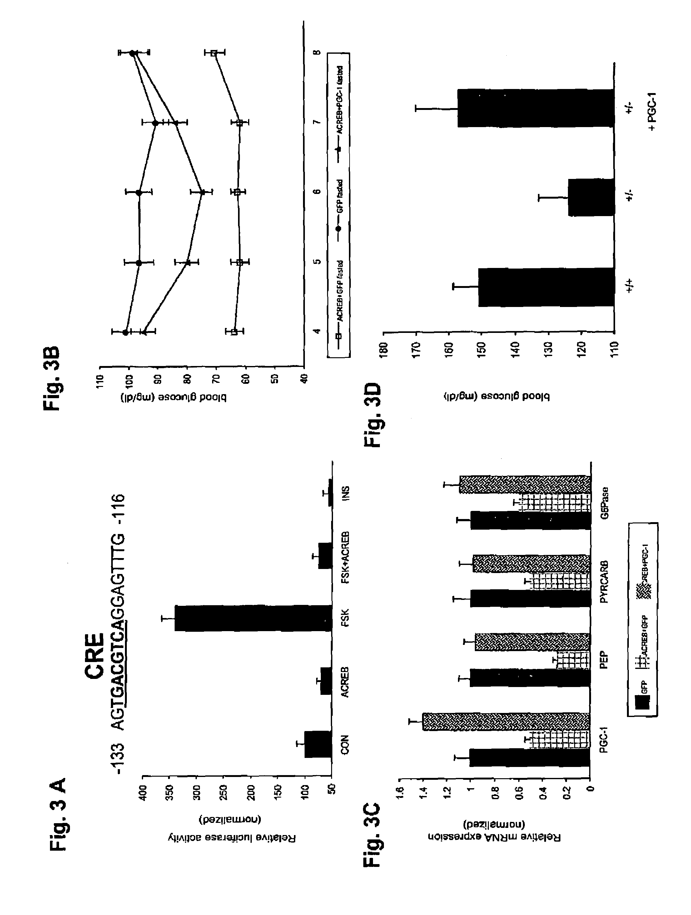 Methods for indentifying compounds that modulate gluconeogenesis through the binding of CREB to the PGC-1 promoter