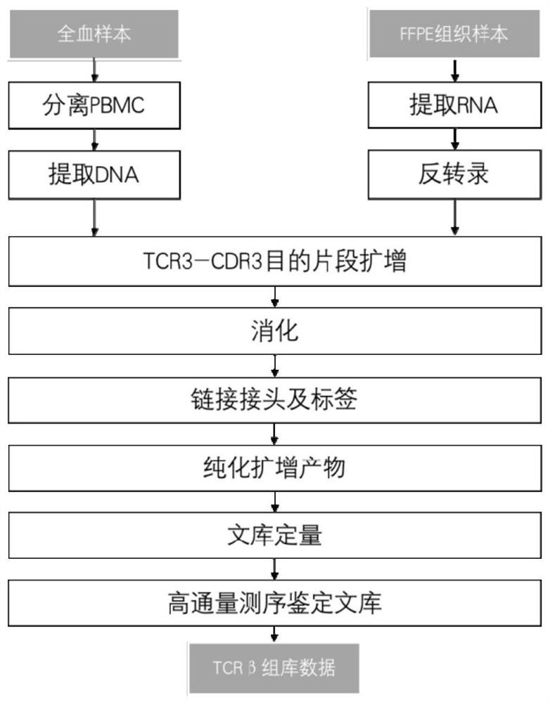 Primer group for constructing CDR3 region high-throughput sequencing library of human TCR[beta] and application of primer group