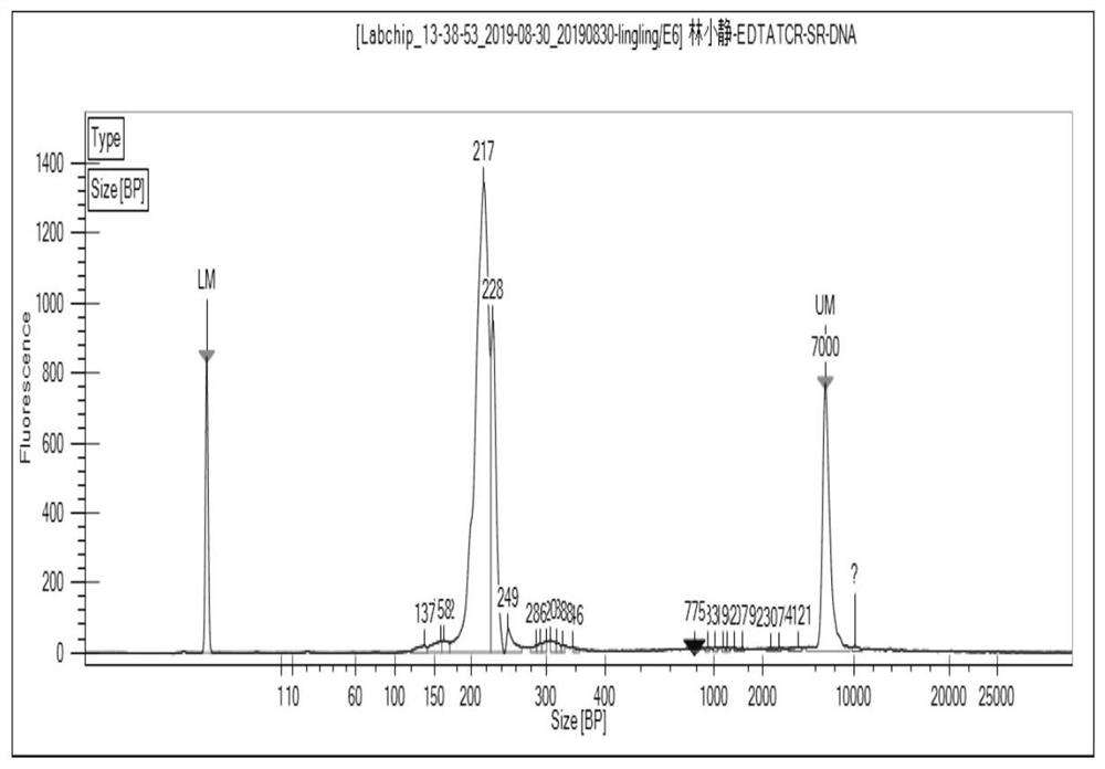 Primer group for constructing CDR3 region high-throughput sequencing library of human TCR[beta] and application of primer group