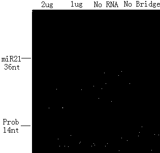 Method for detecting miRNAs (micro ribonucleic acids) by DIG labeling EDC cross-linking bridging method