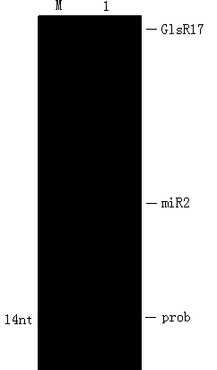 Method for detecting miRNAs (micro ribonucleic acids) by DIG labeling EDC cross-linking bridging method