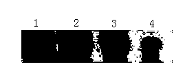 Method for detecting miRNAs (micro ribonucleic acids) by DIG labeling EDC cross-linking bridging method