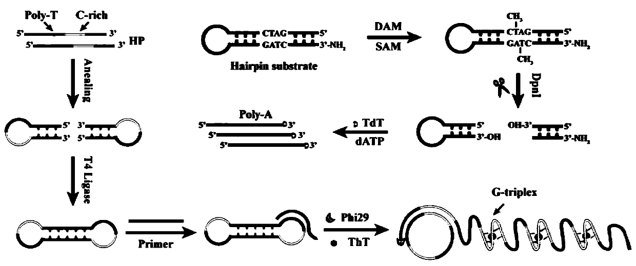 Sensor based on TdT-RCA and application thereof in DNA methyltransferase detection