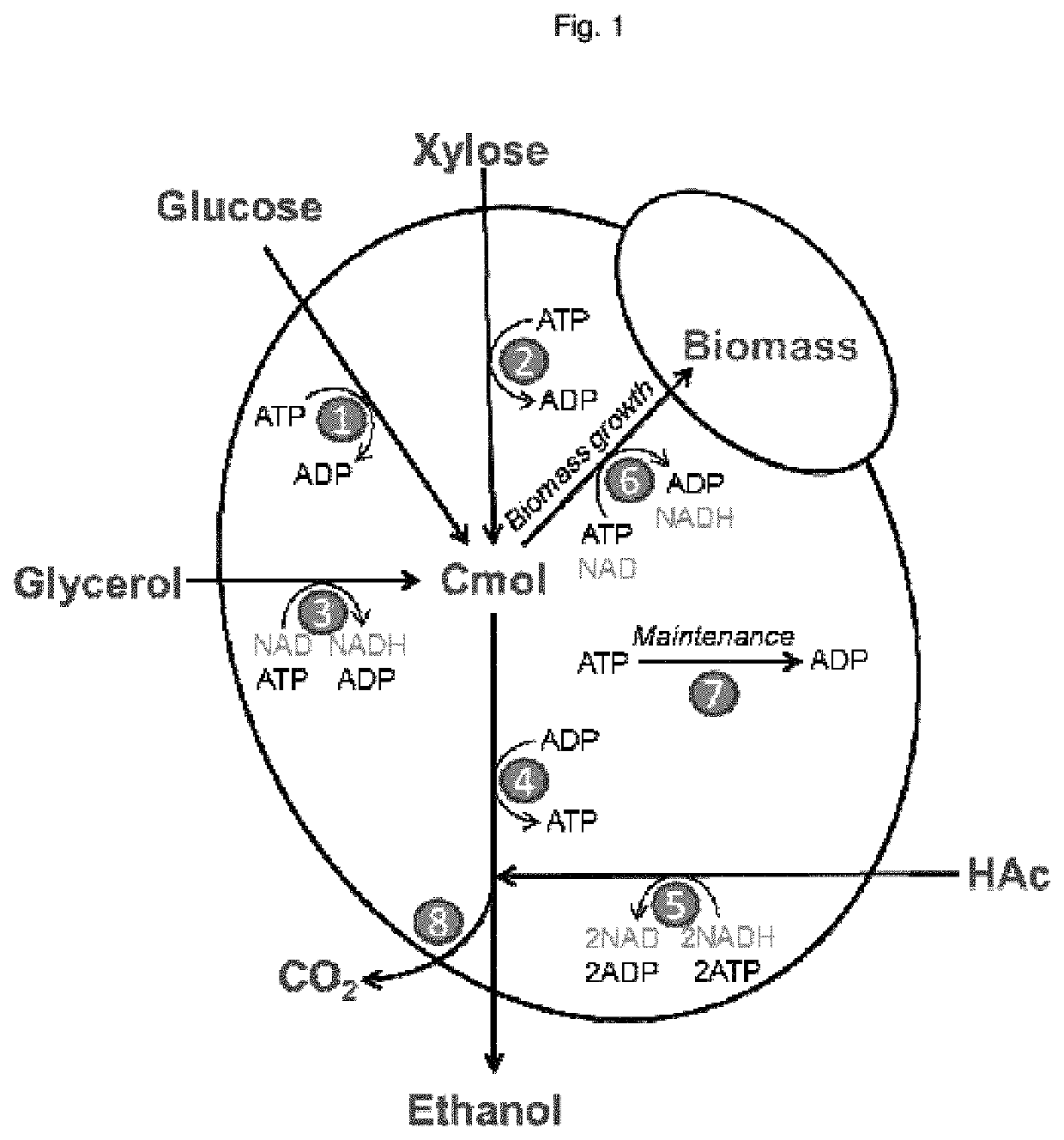 Acetate consuming yeast cell