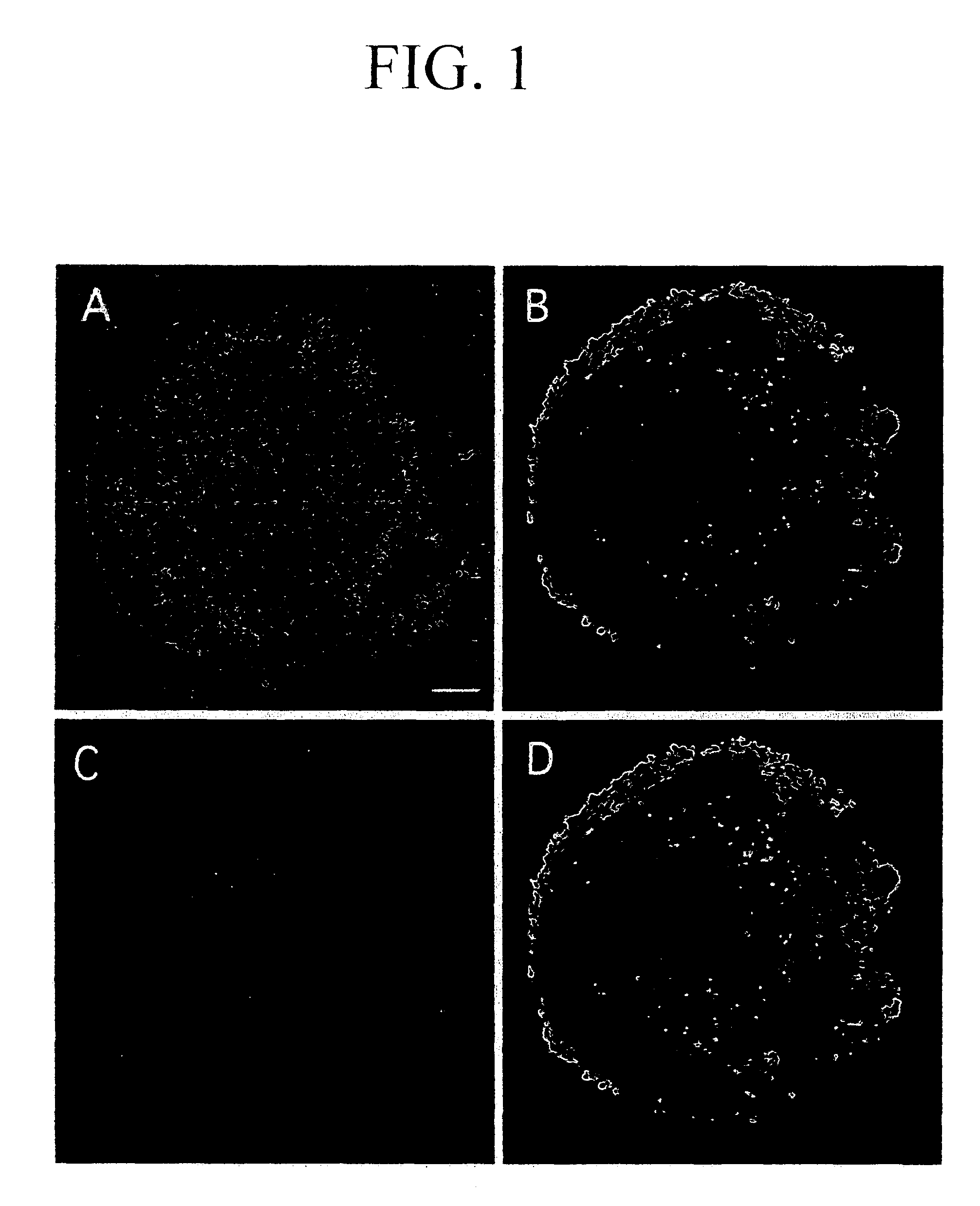 Process for producing nerve cells