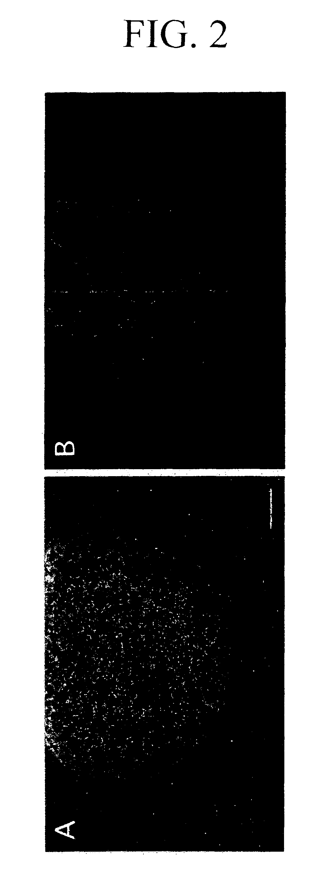 Process for producing nerve cells