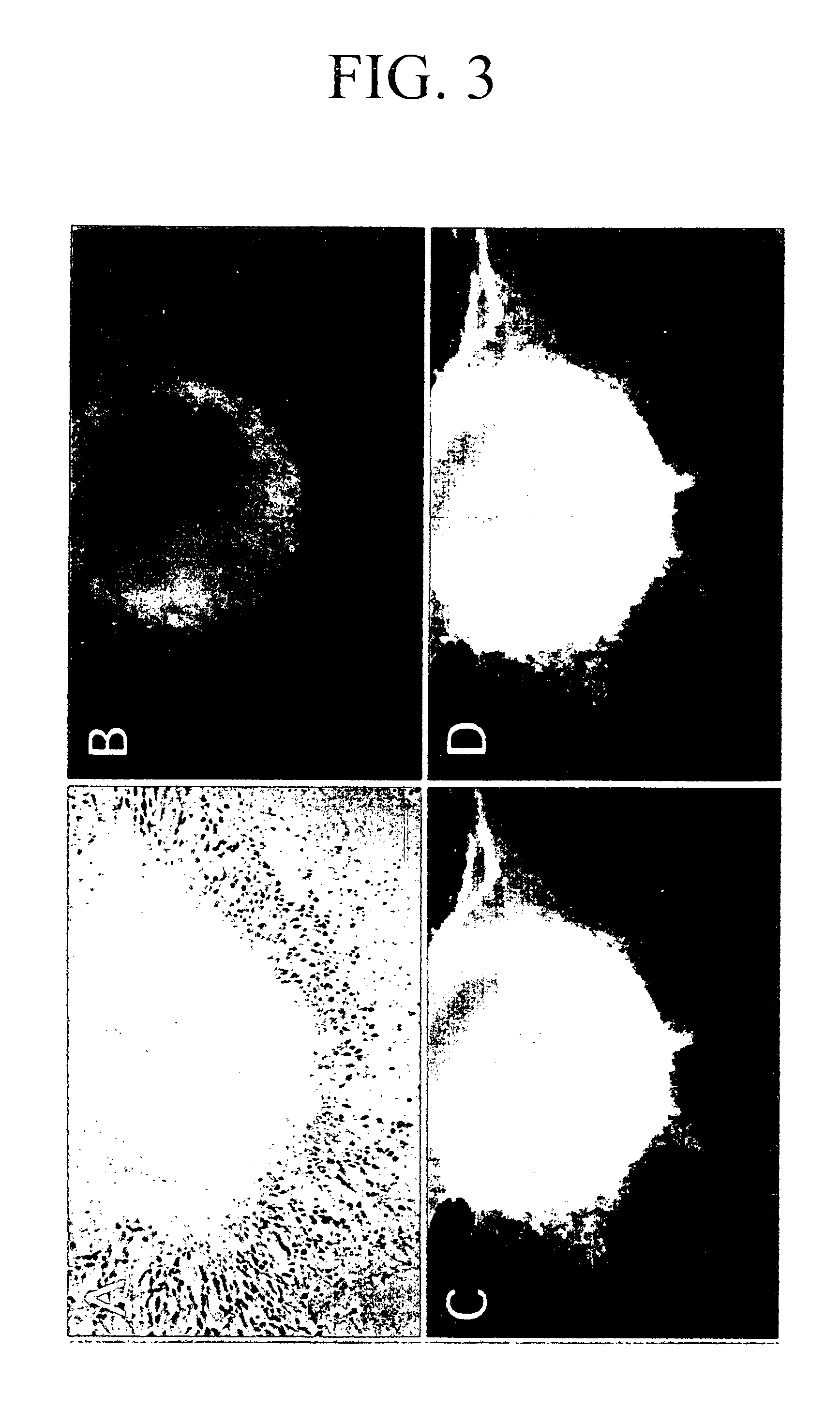 Process for producing nerve cells