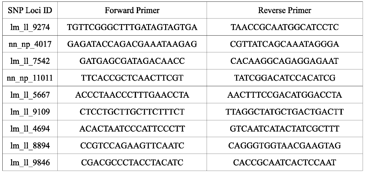 A kind of screening method of the SNP marker of Liriodendron tulipifera genome