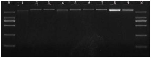 A kind of screening method of the SNP marker of Liriodendron tulipifera genome