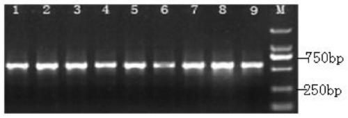 A kind of screening method of the SNP marker of Liriodendron tulipifera genome