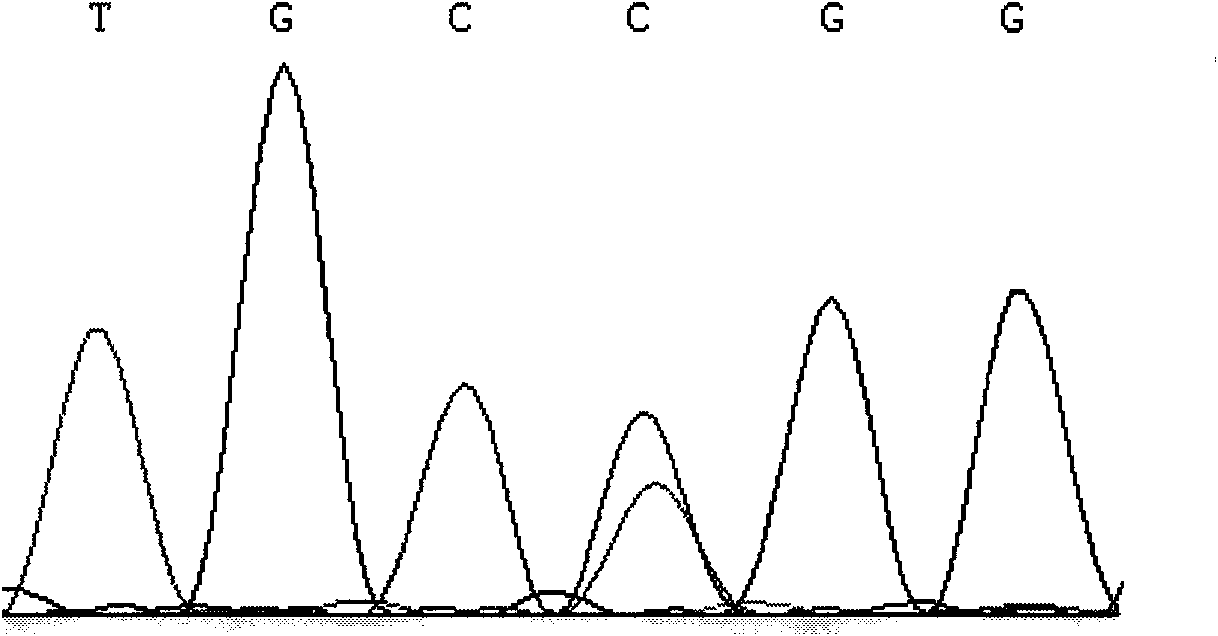 Method for detecting single nucleotide polymorphism (SNP) of ox PRDM16 gene