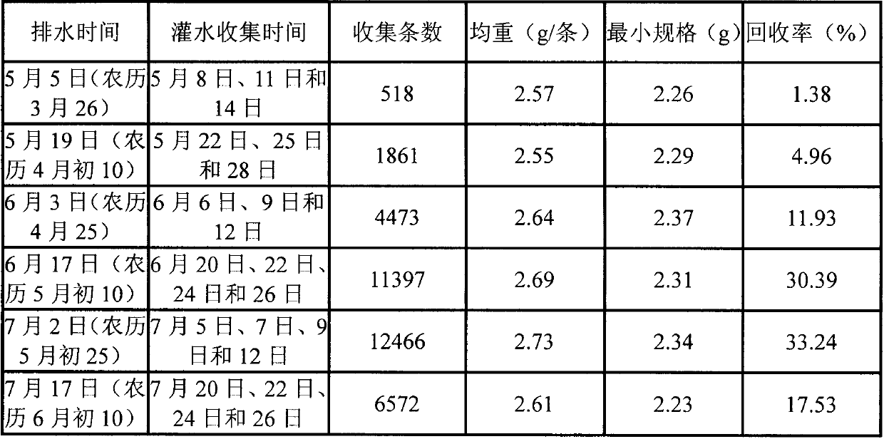 Method for perinereis aibuhitensis heteronereis cultivation and synchronous collection