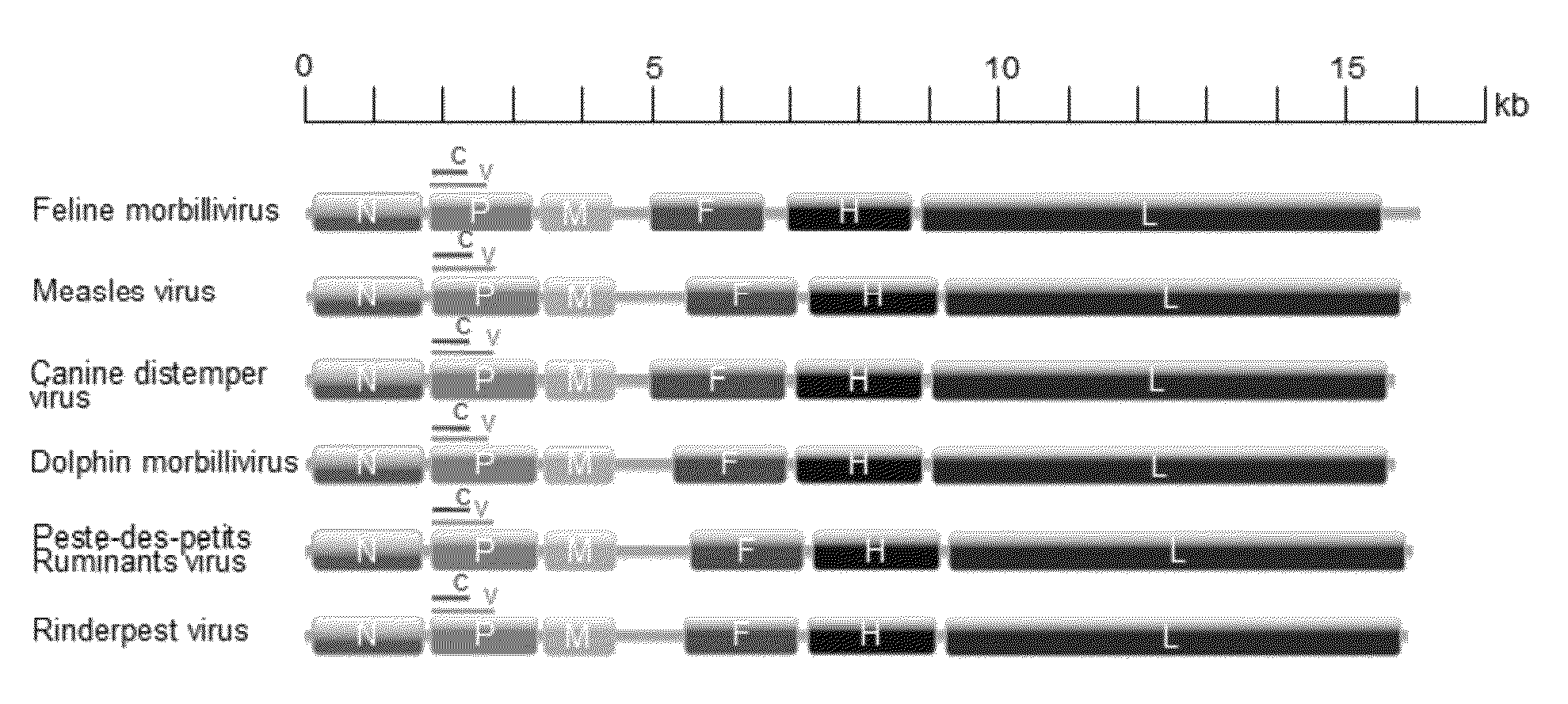 Feline morbillivirus and uses thereof