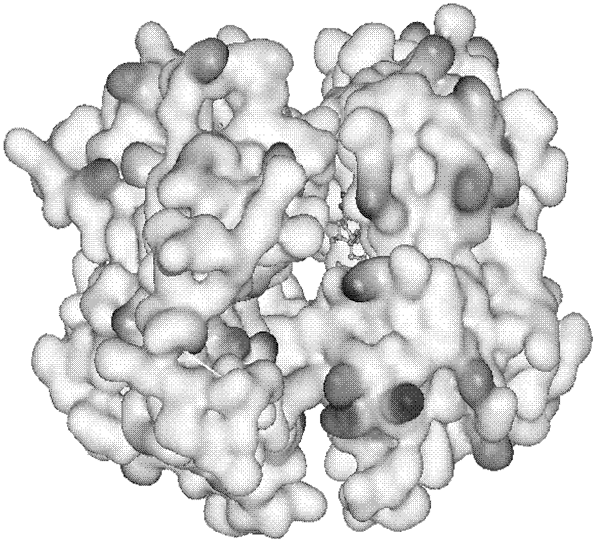 Application of japonicone A in preparation of tumor necrosis factor (TNF) inhibitor drugs