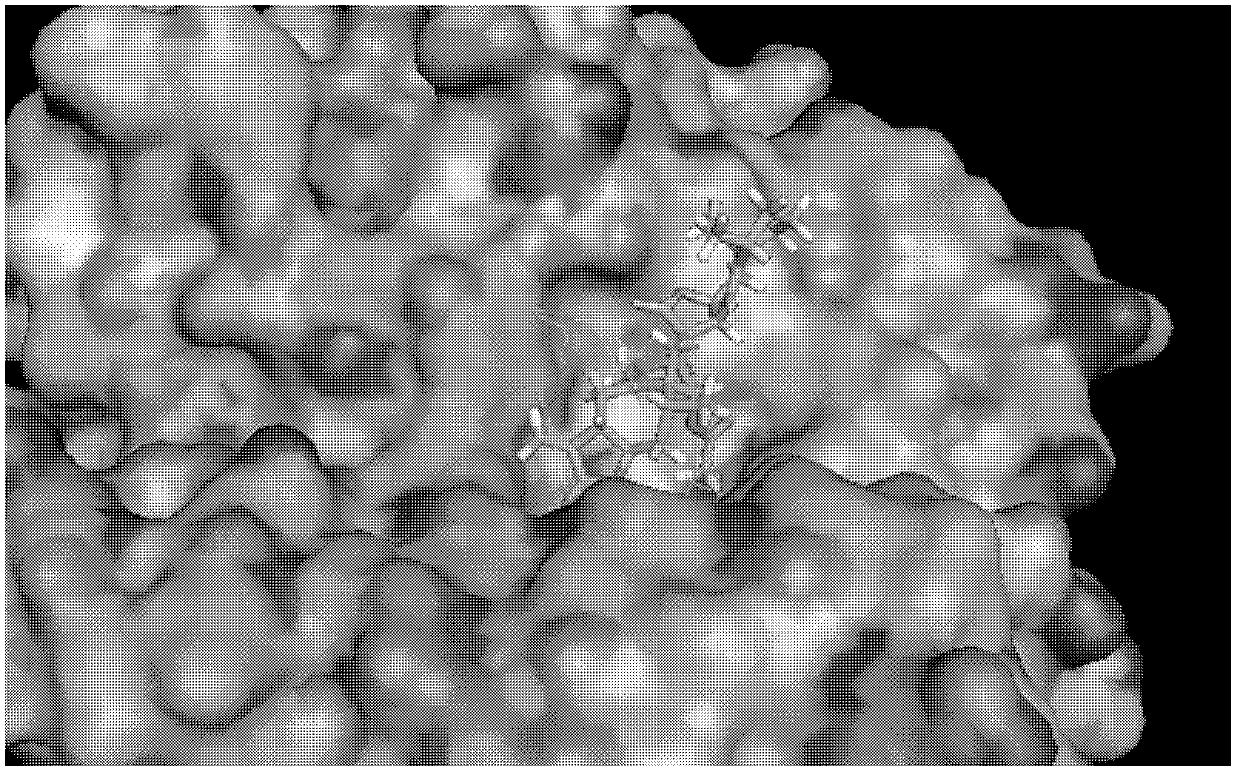 Application of japonicone A in preparation of tumor necrosis factor (TNF) inhibitor drugs