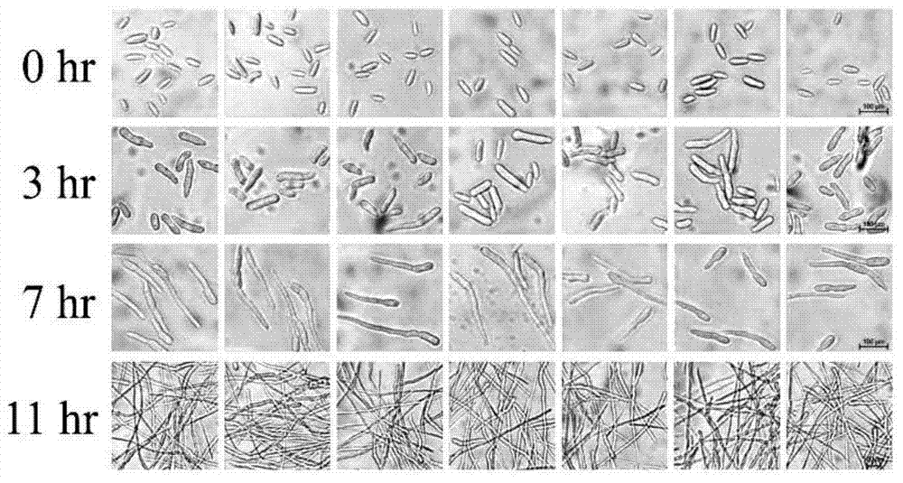 Biological Agents and Methods for Controlling Banana Fusarium Wilt