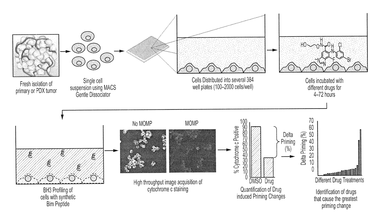 High throughput bh3 profiling: a rapid and scalable technology to bh3 profile on low numbers of cells