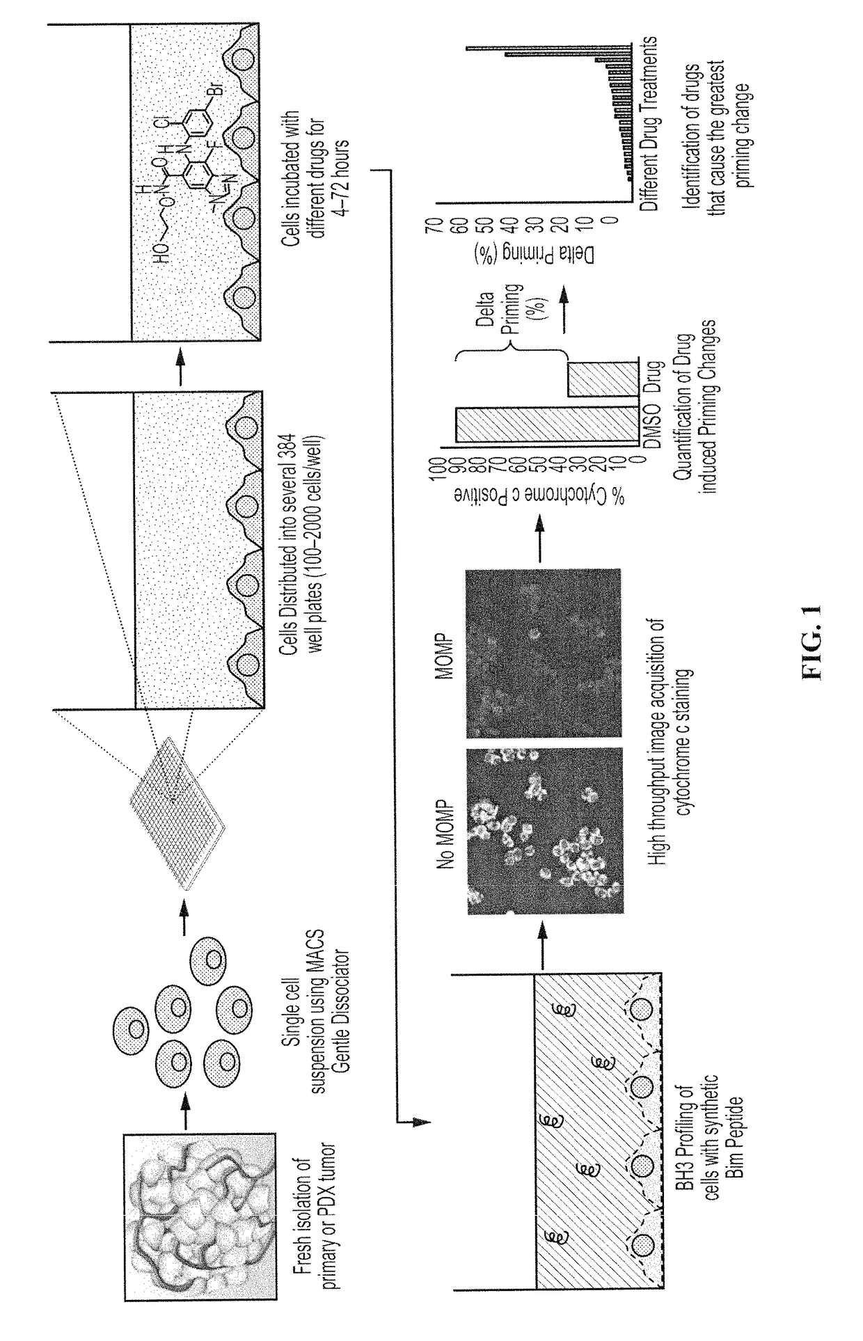 High throughput bh3 profiling: a rapid and scalable technology to bh3 profile on low numbers of cells