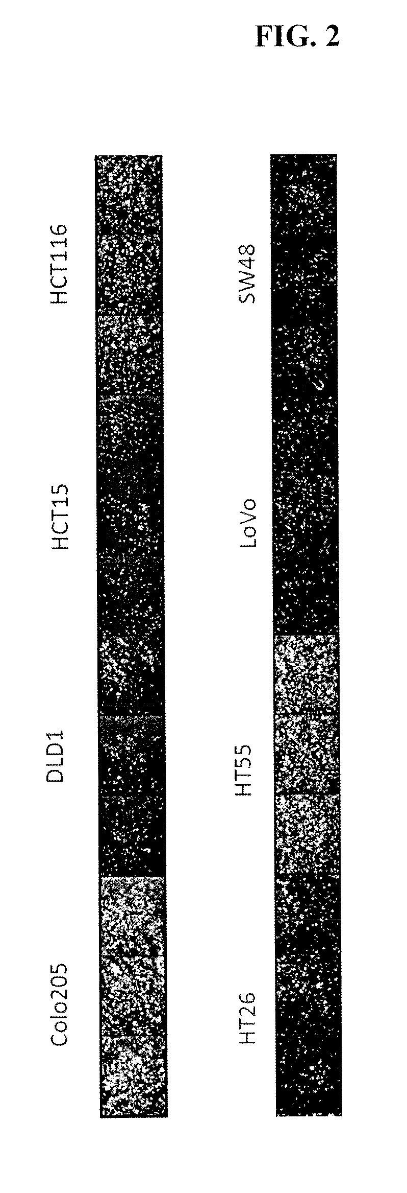 High throughput bh3 profiling: a rapid and scalable technology to bh3 profile on low numbers of cells