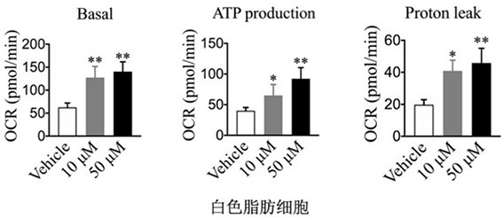 Application of milk-derived polypeptide and chimeric peptide thereof in preparation of medicine for promoting adipocyte energy metabolism