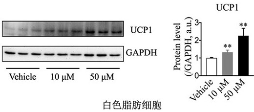 Application of milk-derived polypeptide and chimeric peptide thereof in preparation of medicine for promoting adipocyte energy metabolism