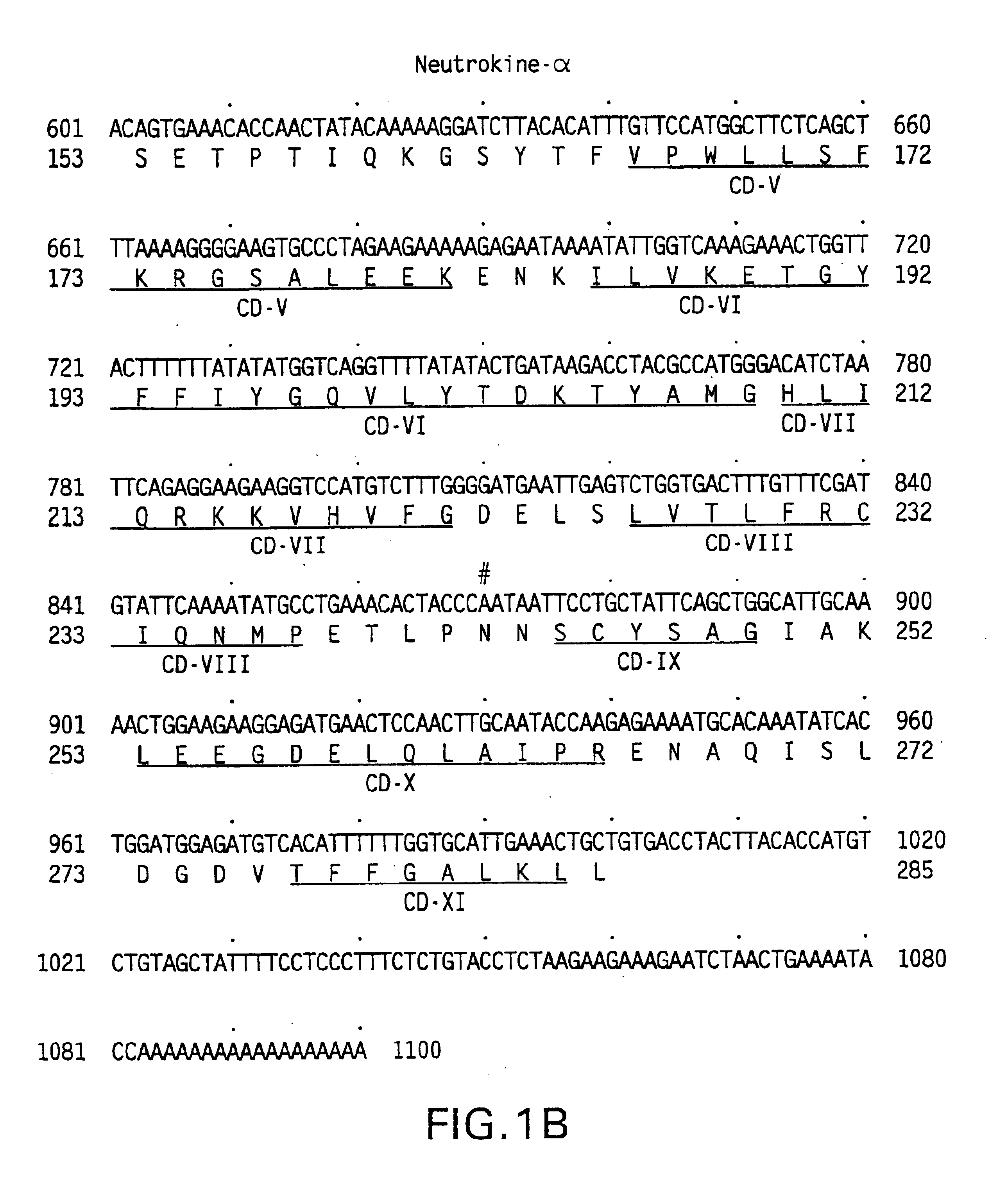 Neutrokine-alpha polypeptides