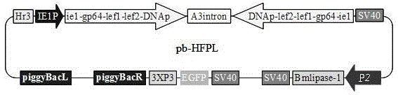 Application and recombinant vector of bombyx mori nuclear polyhedrosis virus polygene inverted repeat sequence and bombyx mori lipase-1 gene