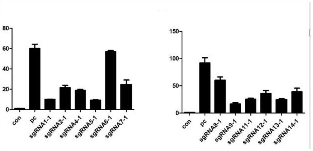 Construction method and application of SDK2 gene mutation mice mice