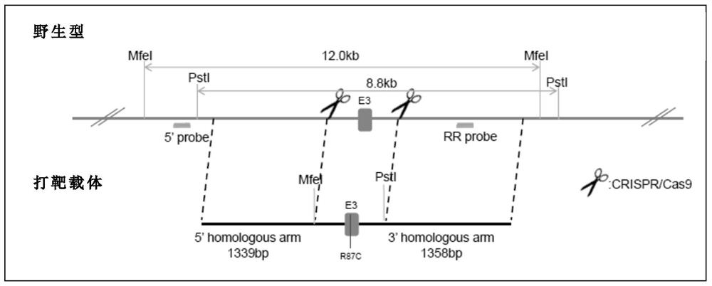 Construction method and application of SDK2 gene mutation mice mice