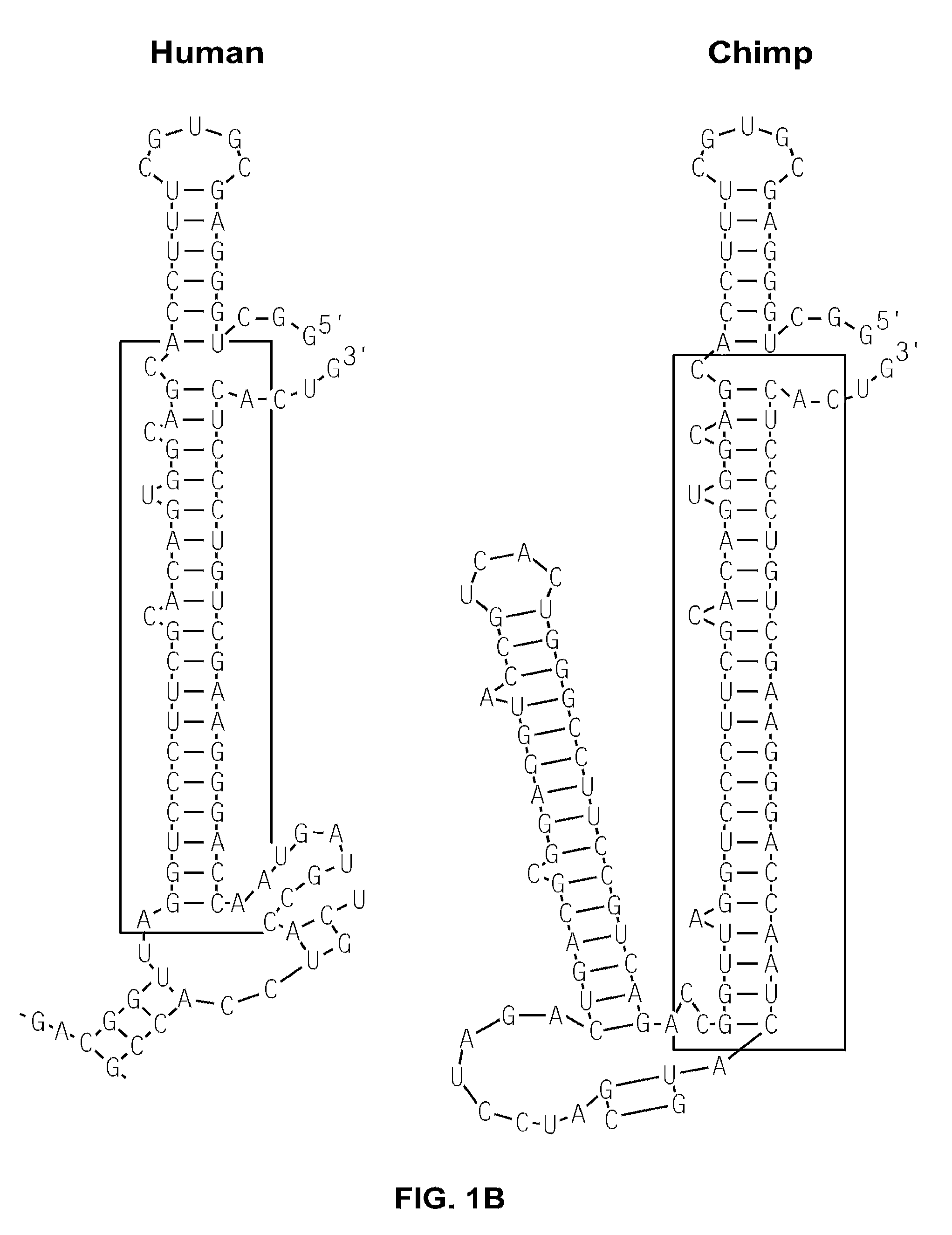 Oligonucleotides which inhibit p53 induction in response to cellular stress