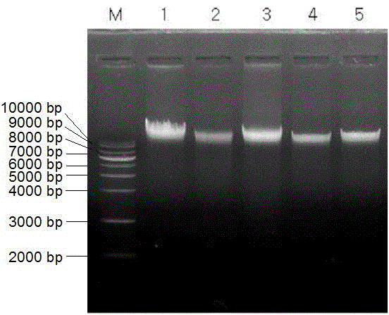 A method for extracting rice endosperm dna in batches