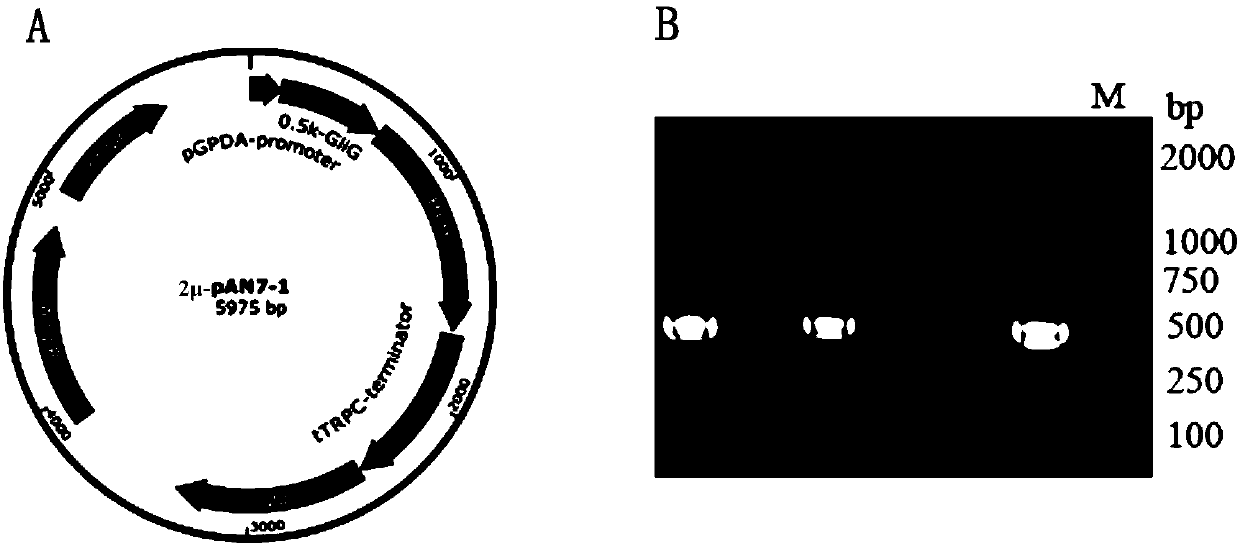 Edyuillia FS110 glutathione S-transferase gene GliG promoter and application thereof