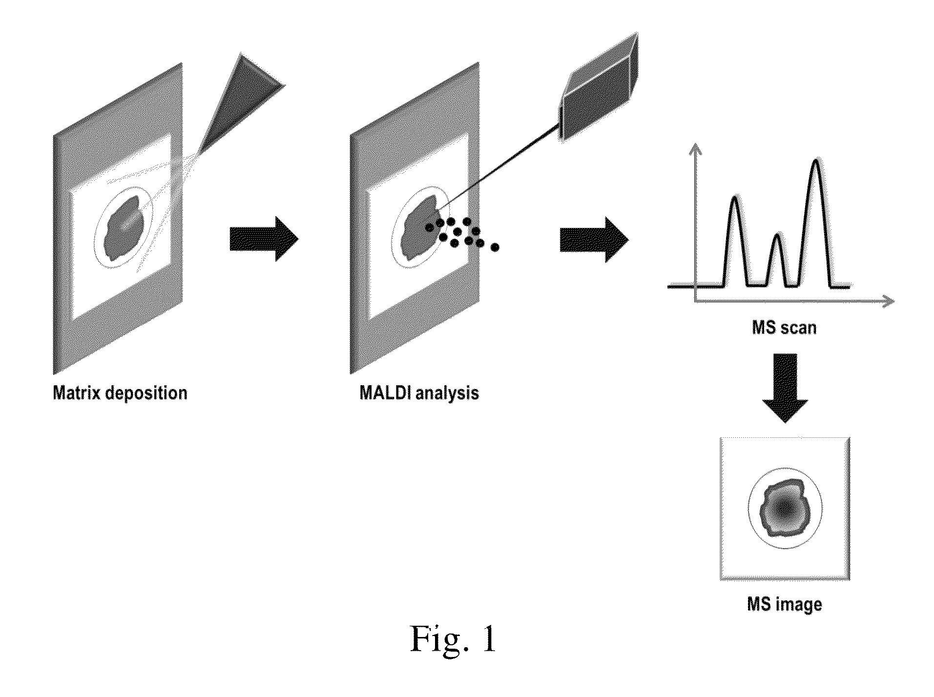 Detection of compounds in a dried fluid spot by direct MALDI/MS